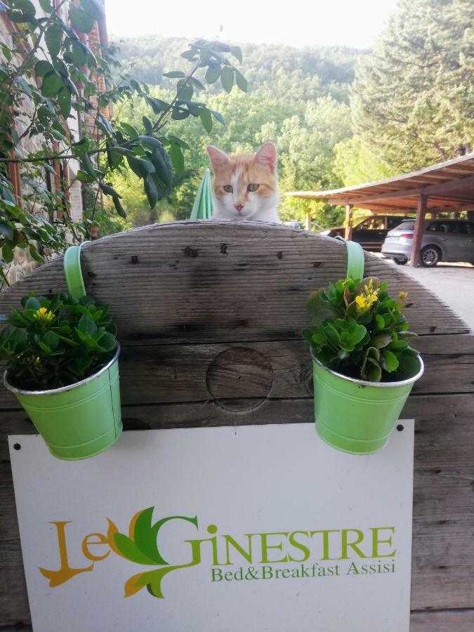 Le Ginestre Guesthouse Assisi Bagian luar foto